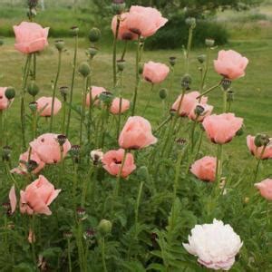 giubbino louis vuitton poppy papaver|papaver orientale victoria louise.